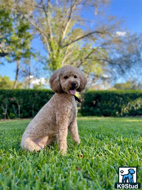 Goldendoodles female dog